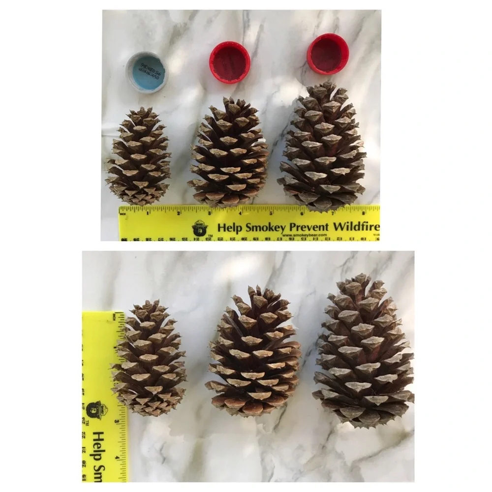 Organic Pine Cones Craft Supply Fall Decor Firestarters Hand Picked Lot 25